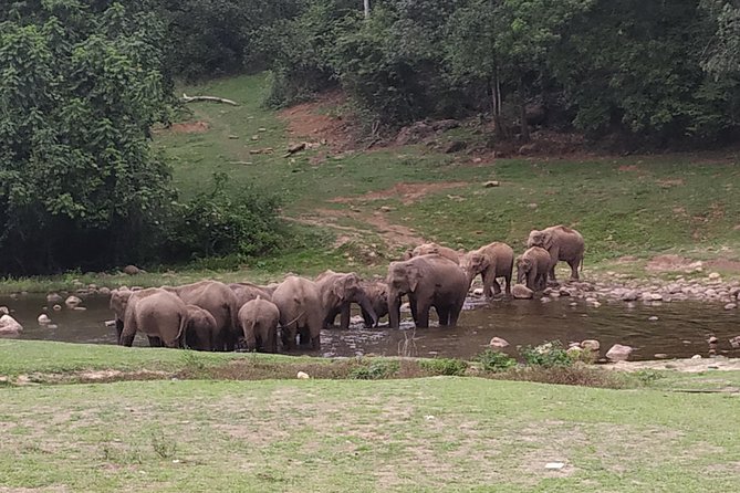 1 Day Activity Adventure Trekking Kerala - The Kochi-to-Anakulam Plan: What makes this day trip click