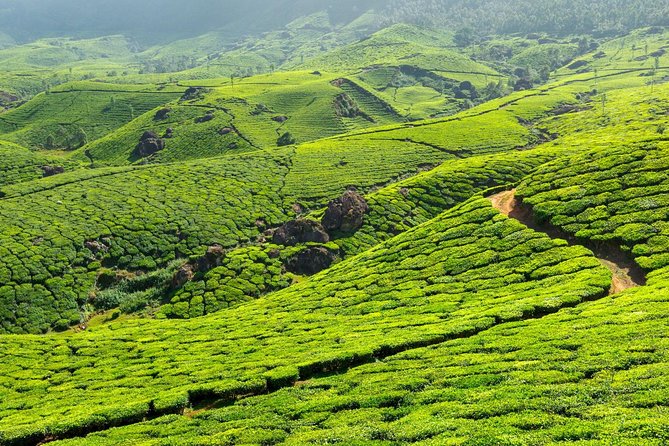 2 Nights Misty Munnar Sightseeing (Private Tour with Car) - Iris Holidays - Day 3: Chinese Fishing Nets, Mattancherry, and Fort Kochi Beach