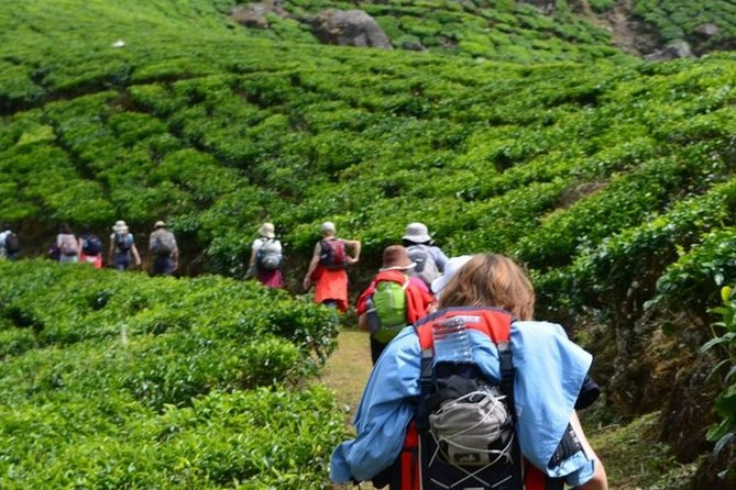 4 Days Best of Kerala Tour with Private Houseboat, Sightseeing & Car - Driving realities in Kerala: narrow roads and how to stay comfortable