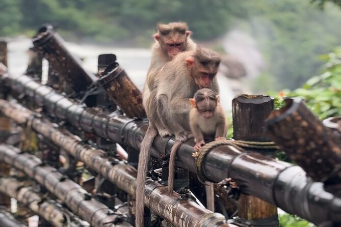Athirappilly Waterfalls Day Trip from Kochi with Transfers - Key highlights at a glance