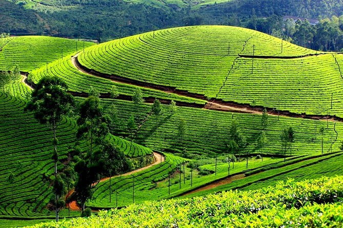 Backwater Tour from Cochin - Who This Tour Suits Best (and Who Might Skip It)