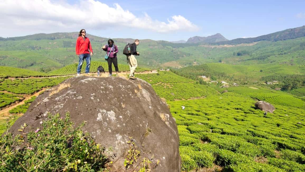 Cochin: 5-Day Private Tour of Munnar, Alleppey & Backwaters - Five Days of Kerala: Tea Hills, Wildlife Boats, and a Houseboat Reset
