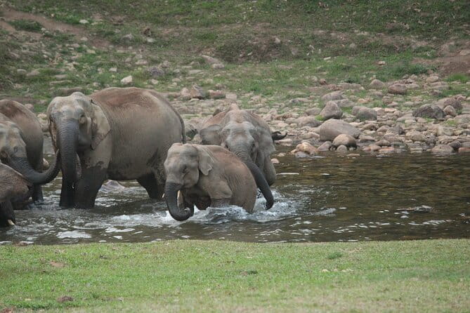 Cochin to Munnar Day trip - Who should book this Cochin to Munnar transfer-sightseeing day