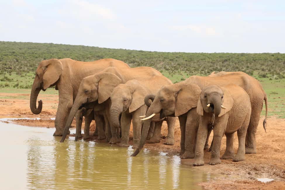 From Cochin: Thekkady 2-Day Tour with Jeep Safari - Key tour takeaways before you book