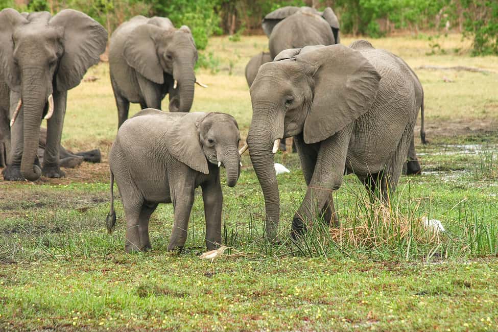 From Cochin: Thekkady 2-Day Tour with Jeep Safari - Cochin to Thekkady: the road trip that sets expectations