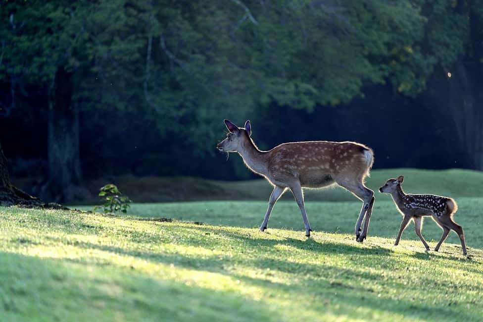 From Cochin: Thekkady 2-Day Tour with Jeep Safari - Periyar Wildlife Sanctuary: spotting wildlife without losing your patience