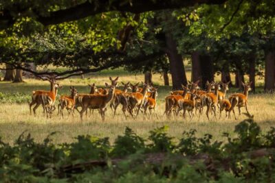 From Cochin: Thekkady 2-Day Tour with Jeep Safari - Day 1 Evening Jeep Safari: how the forest experience really feels