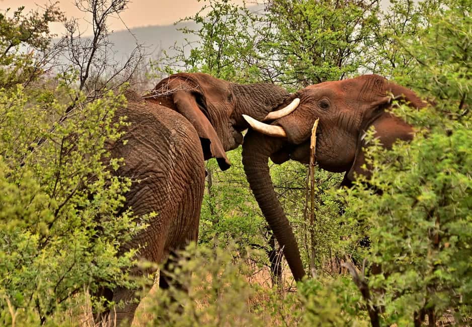 From Cochin: Thekkady 2-Day Tour with Jeep Safari - English-speaking driver and private-group pace: a real comfort advantage