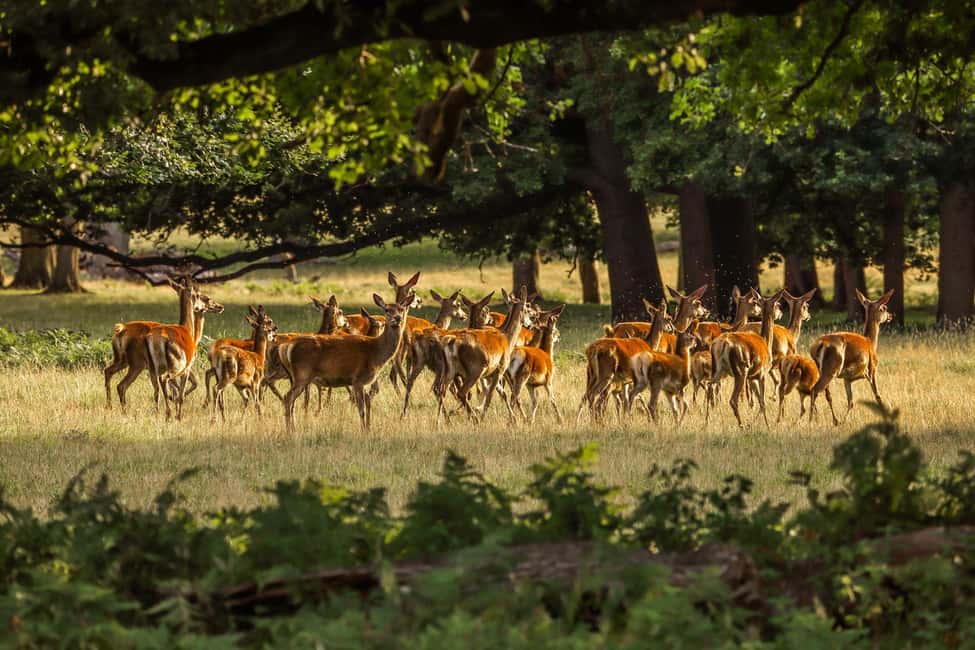 From Cochin: Thekkady 2-Day Tour with Jeep Safari - Day 1 Evening Jeep Safari: how the forest experience really feels