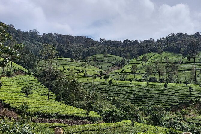 Glimpses of Kerala in 6 days Private Tour with Sanguine Holidays - Price and value: what $393.25 per person really includes