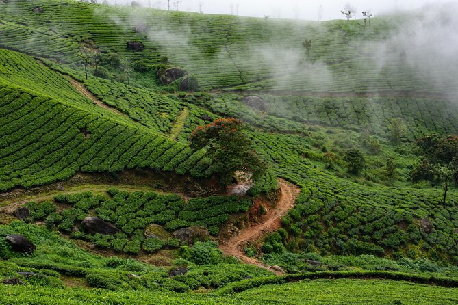 Green Magic Day Tour to Munnar - Quick highlights from a long, satisfying day