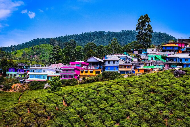 Green Magic Day Tour to Munnar - Spice farm time: cardamom, pepper, and cinnamon up close