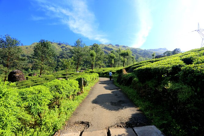 Green Magic Day Tour to Munnar - The tea plantation trek: where you feel the hills for real