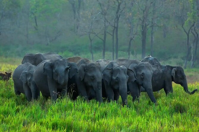 Kerala 6 Day Tour Munnar Thekkady Alleppey Kovalam Beaches - Why this Kerala route feels like the real deal