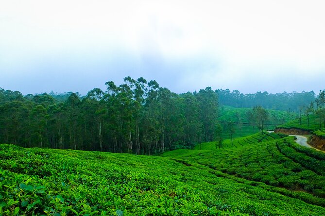 Kerala 6 Day Tour Munnar Thekkady Alleppey Kovalam Beaches - Day 5: Kovalam beaches and optional Ayurvedic massage