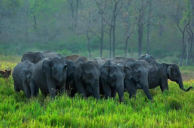 Kerala 6 Day Tour Munnar Thekkady Alleppey Kovalam Beaches - Price and value: what makes the $499 price feel fair