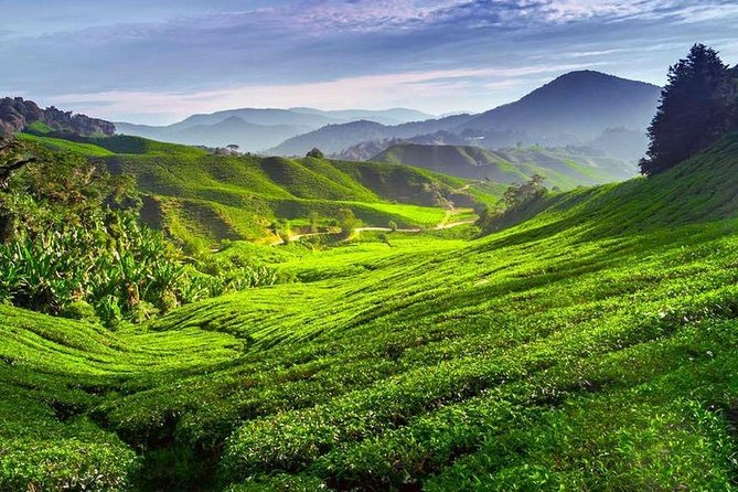 Kerala Honeymoon Special Package with Private Houseboat - Your home bases: hotels, a treehouse, and a private houseboat