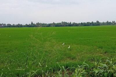 Midday Cruise with Village Life - The Small-Boat Advantage: Tight Channels and Close-Up Nature