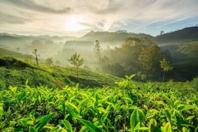 South India Tour in 06 Nights - Day 2 Eravikulam National Park and Tea-Country Munnar